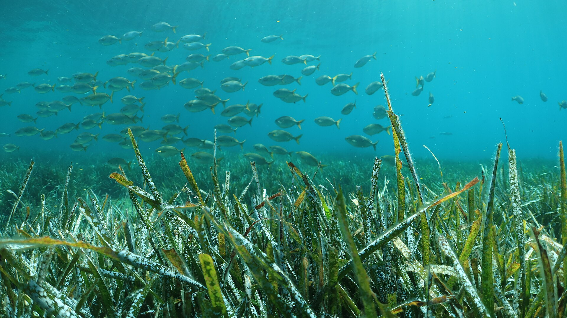 Pradera de posidonia con banco de salpas