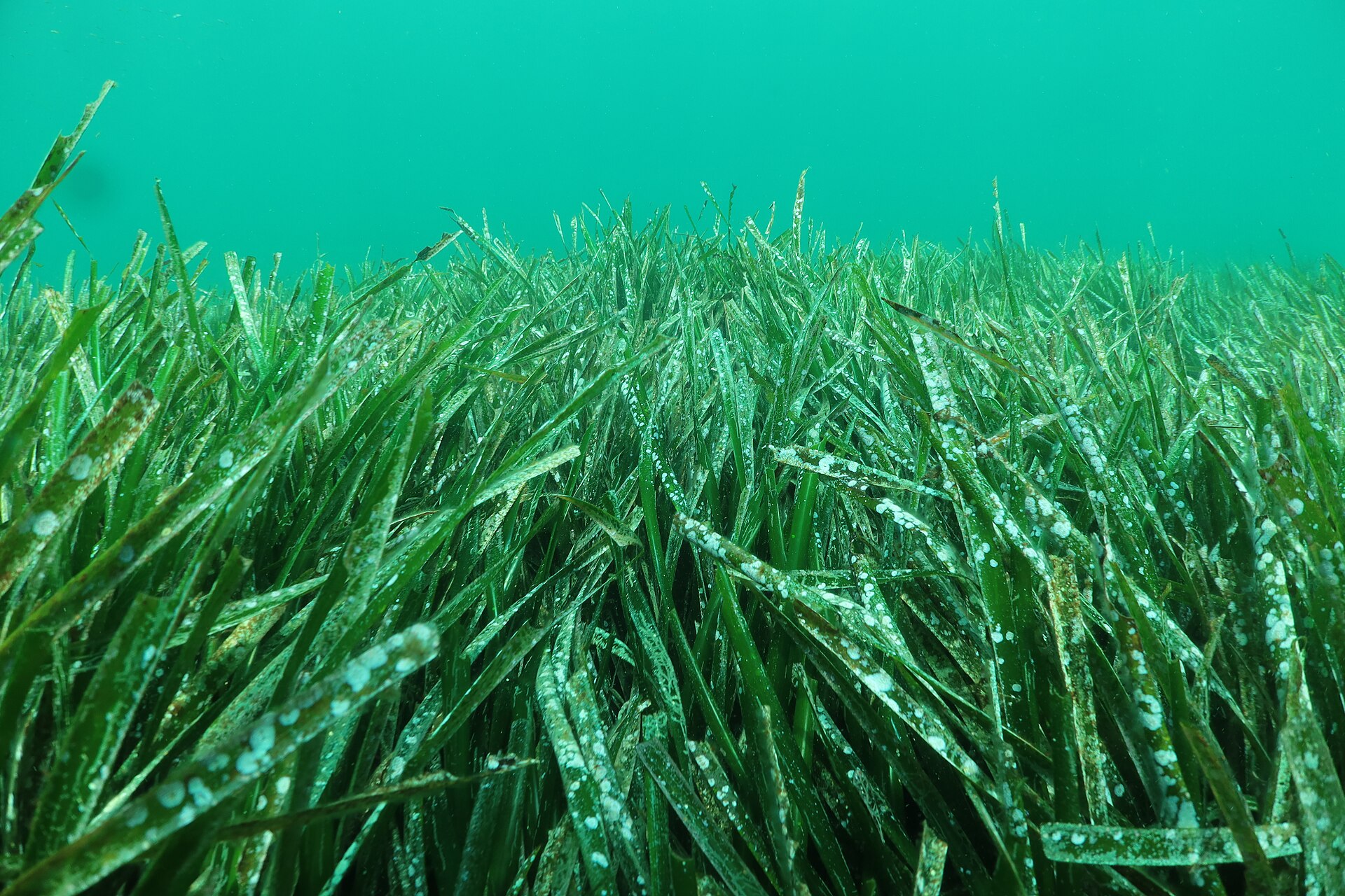 Pradera de Posidonia oceanica